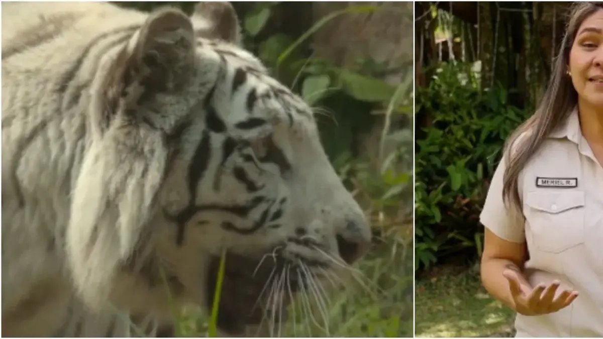 Tras Impactante Video de Tigre de Bengala Matando A Su Mamá en El Zoológico de Cali, Hay Polémica y Protesta en la Ciudad: Vocera Explicó Lo Sucedido