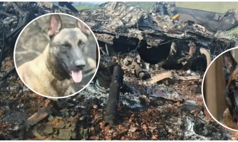 Telmo y Léster, Ellos Son Los Dos Perritos que Murieron en Derribo de Helicópero de la Policía en Amalfi, Antioquia