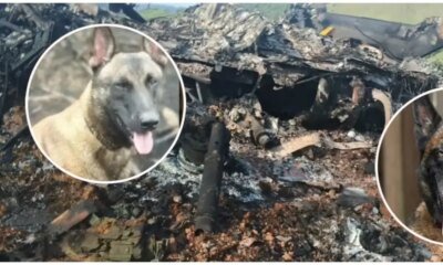 Telmo y Léster, Ellos Son Los Dos Perritos que Murieron en Derribo de Helicópero de la Policía en Amalfi, Antioquia