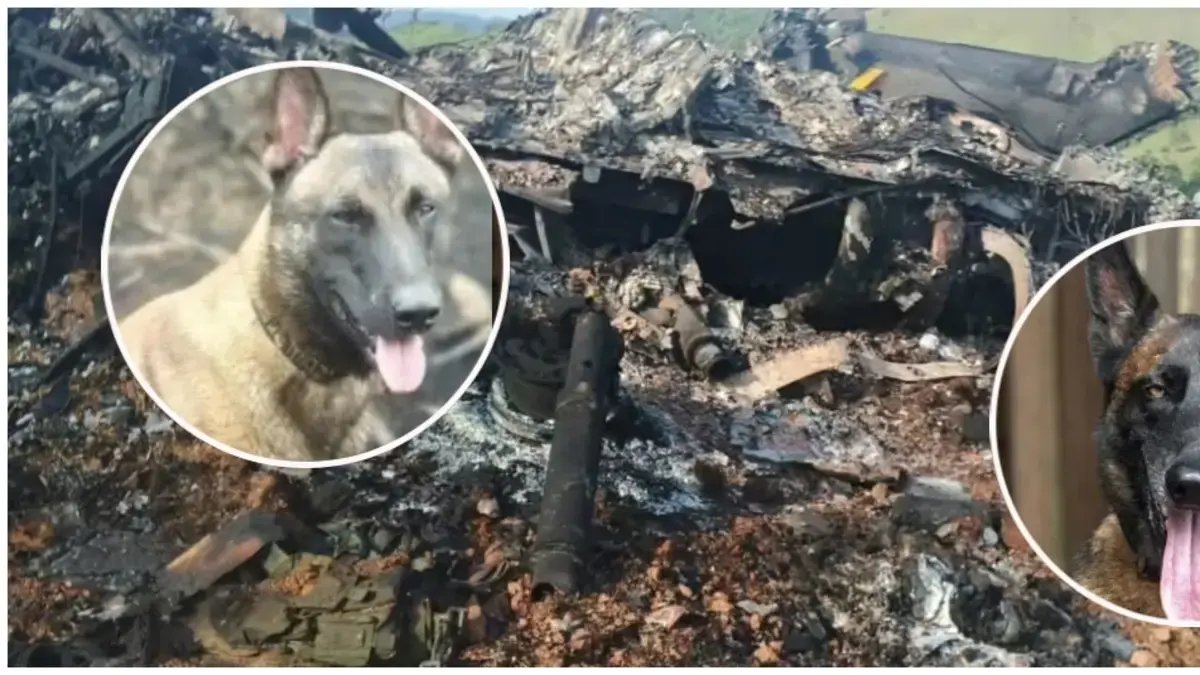 Telmo y Léster, Ellos Son Los Dos Perritos que Murieron en Derribo de Helicópero de la Policía en Amalfi, Antioquia