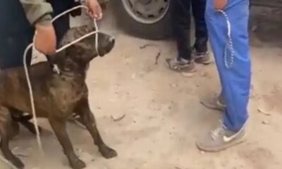 Alcaldía de Bogotá aprehendió 20 Perros Callejeros que Había Atacado Transeúntes en Bosa