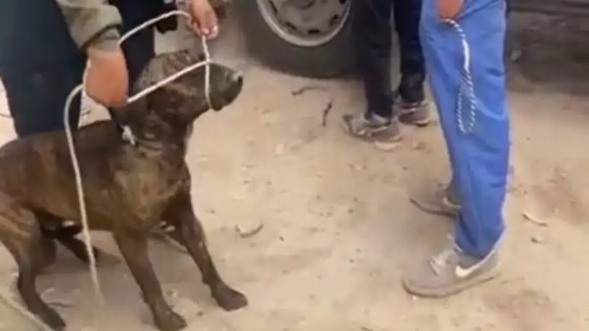 Alcaldía de Bogotá aprehendió 20 Perros Callejeros que Había Atacado Transeúntes en Bosa
