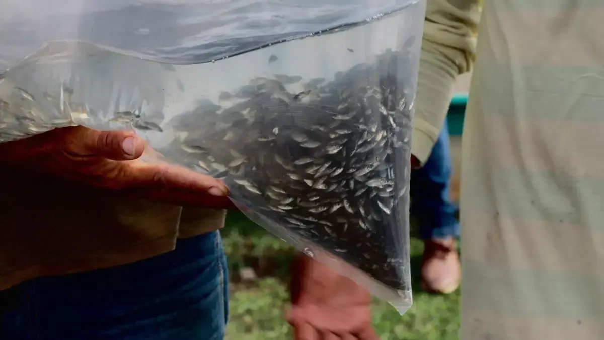 Siembran 400.000 Bocachicos en el Embalse del Guájaro para Reactivar la Pesca Artesanal y Fortalecer la Seguridad Alimento de Pescadores