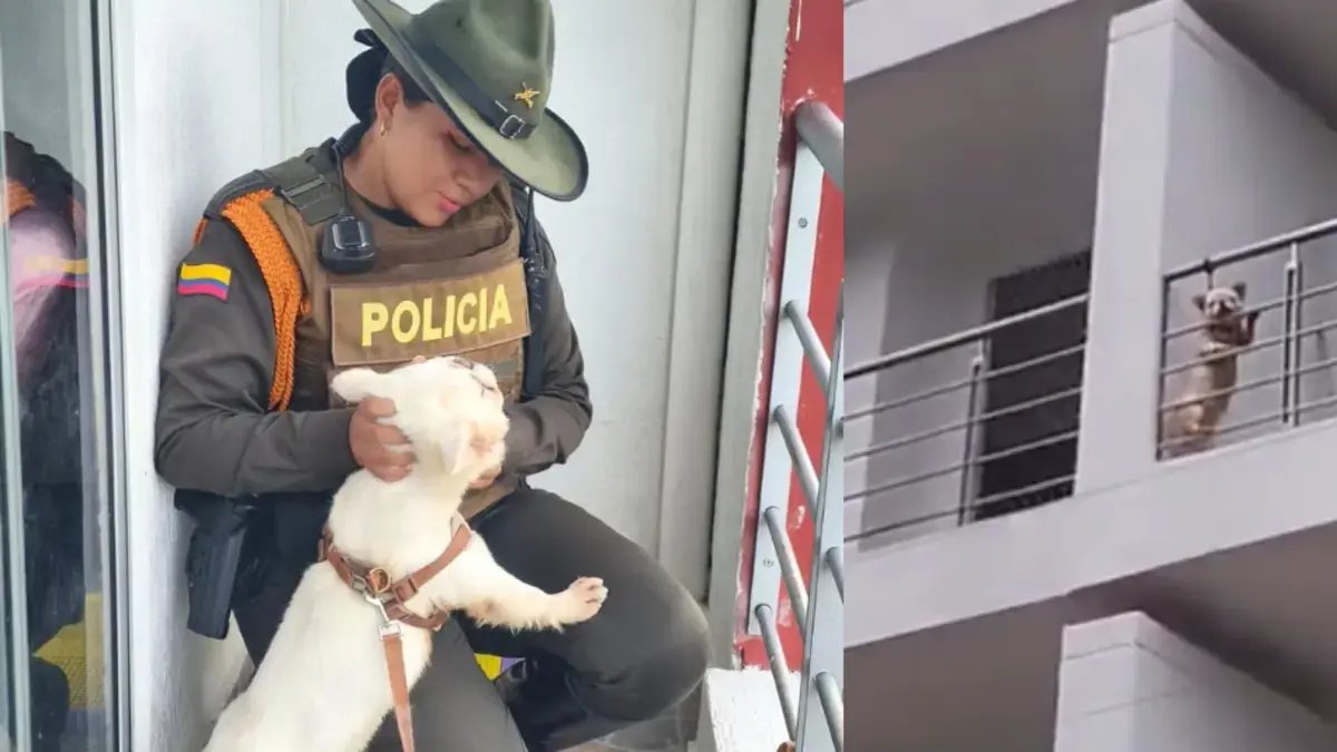 Autoridadas Rescataron A Perrito que Estaba Amarrado en El Balcón de Un conjuntos Residenciales en Yopal, Casanare