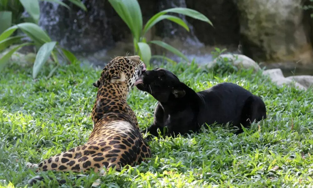 Convocano A 63 Compradores Extranjeros YA 81 Exportadores Colombianos