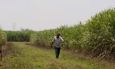Trabajador de Ingenio Azucarero en el Valle Está Gravemento Herido, Tras Ataque Con disparos, Al Parecer, en Un Robo: Asocaña Rechazó Nuevo Atentado