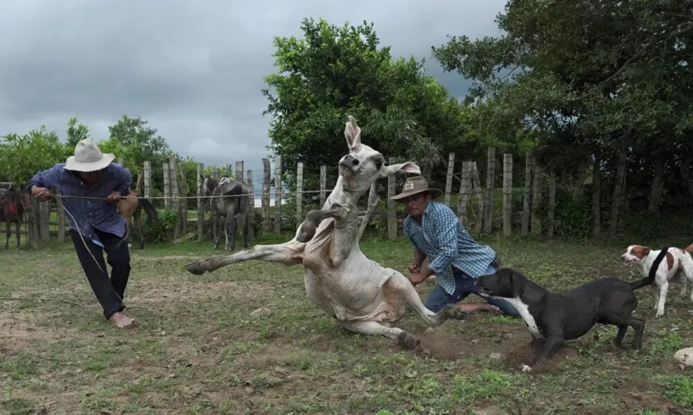 Empresario Habla de Vulneración 'Al Deporte Nacional Ya la Cultura Llanera'