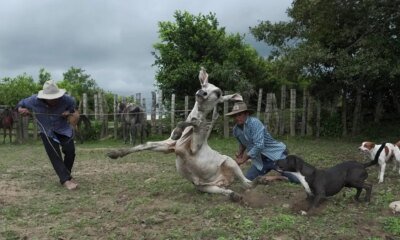 Empresario Habla de Vulneración 'Al Deporte Nacional Ya la Cultura Llanera'