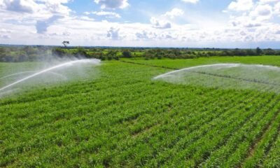 Desentes y Bandas Dedicadas A Hurtos, Tras Ataques A Trabajadores de Caña, Algunos Durantes Discutas por Tierras en Cauca: Gremios Rechazan Violencia
