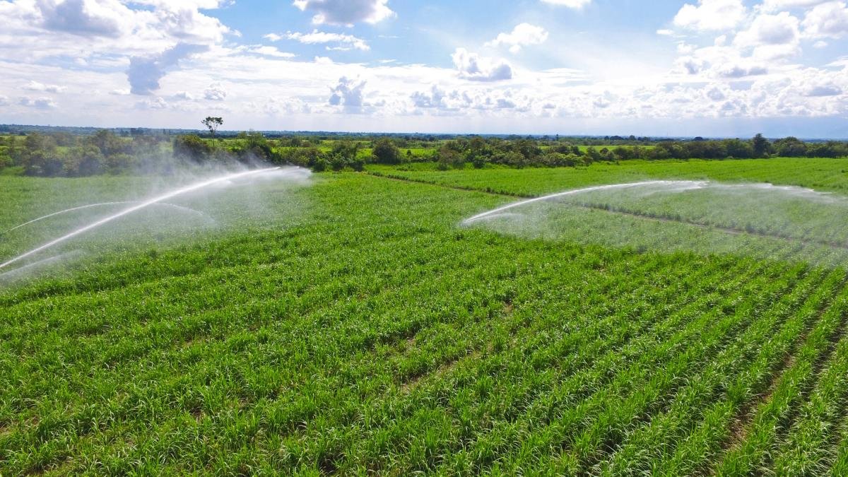 Desentes y Bandas Dedicadas A Hurtos, Tras Ataques A Trabajadores de Caña, Algunos Durantes Discutas por Tierras en Cauca: Gremios Rechazan Violencia