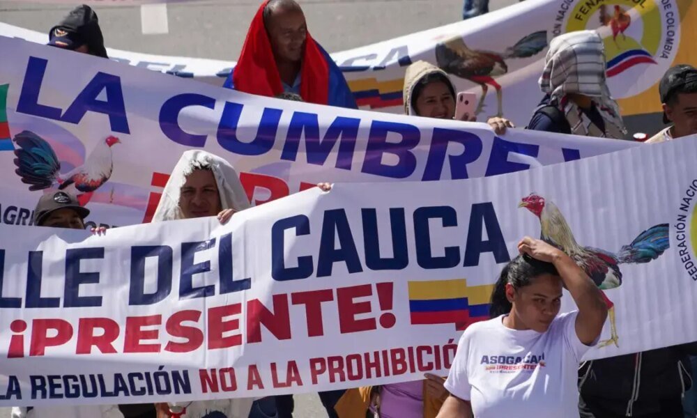 ¿Qué Dicen en el Valle Frente A Decisión de la Corte de Prohibir Lasas de Gallos, Medida que cubre las corridas de Toros?