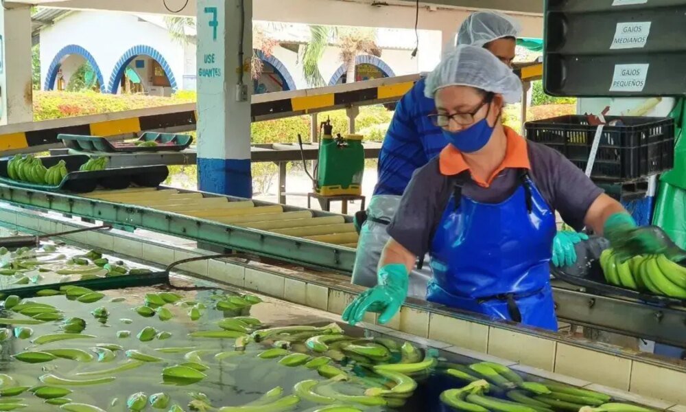 Exportaciones de Banano del Caribe Crecieron 18 % EN 2025