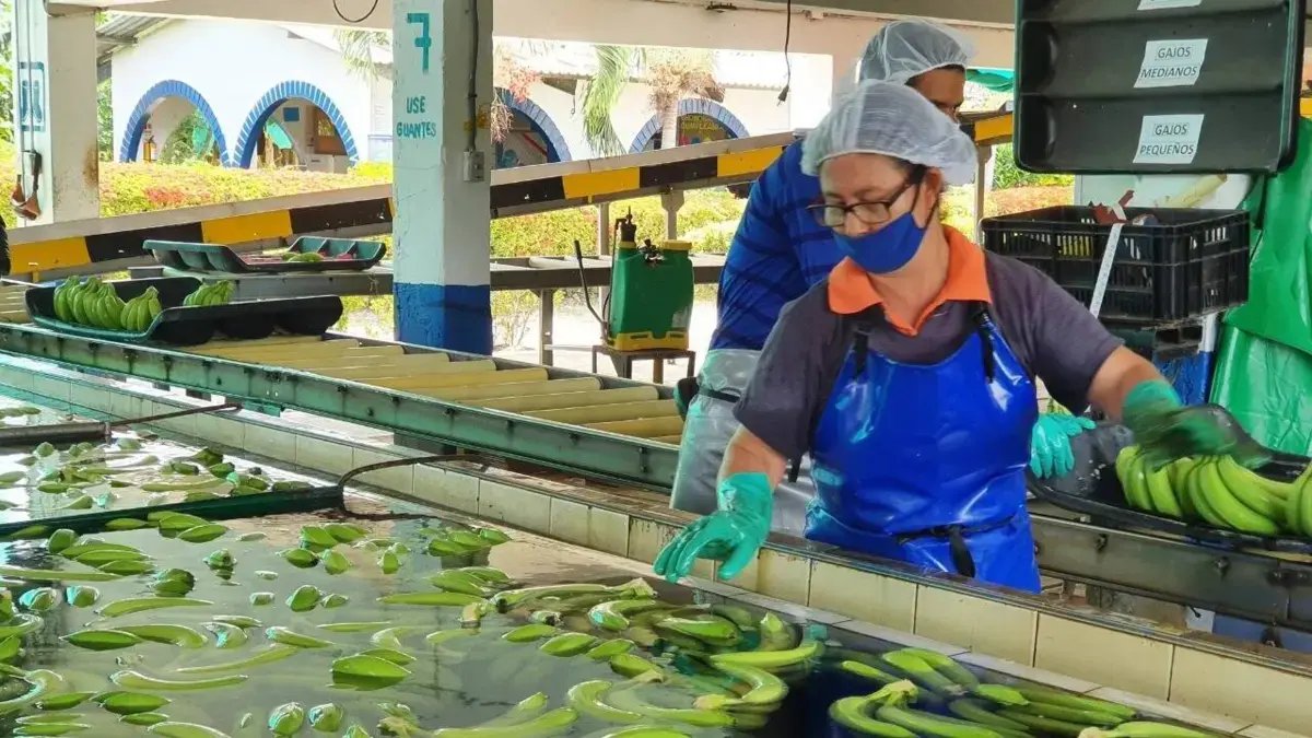 Exportaciones de Banano del Caribe Crecieron 18 % EN 2025
