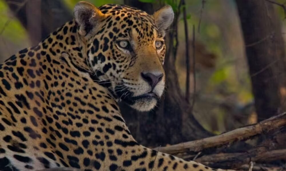 Director de la CVC; ¿Qué Medidas se Tomarán?