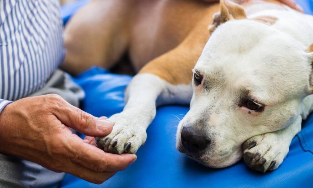 La Alcaldía de Bogotá derece Servicio Gratuito de Teleorientación Veterinaria A Través de Televet: ¿CÓMO Acceder al Servicio?