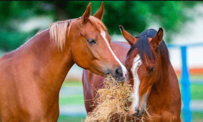 Idpyba Anuncia Investigación por Presunto Maltrato A Un Caballo en Bar del Centro de Bo