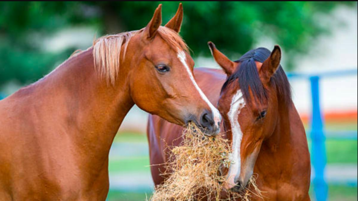 Idpyba Anuncia Investigación por Presunto Maltrato A Un Caballo en Bar del Centro de Bo