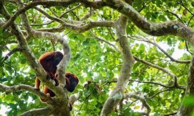 tenderrá más de 60.000 asistentes y delegaciones de 17 países