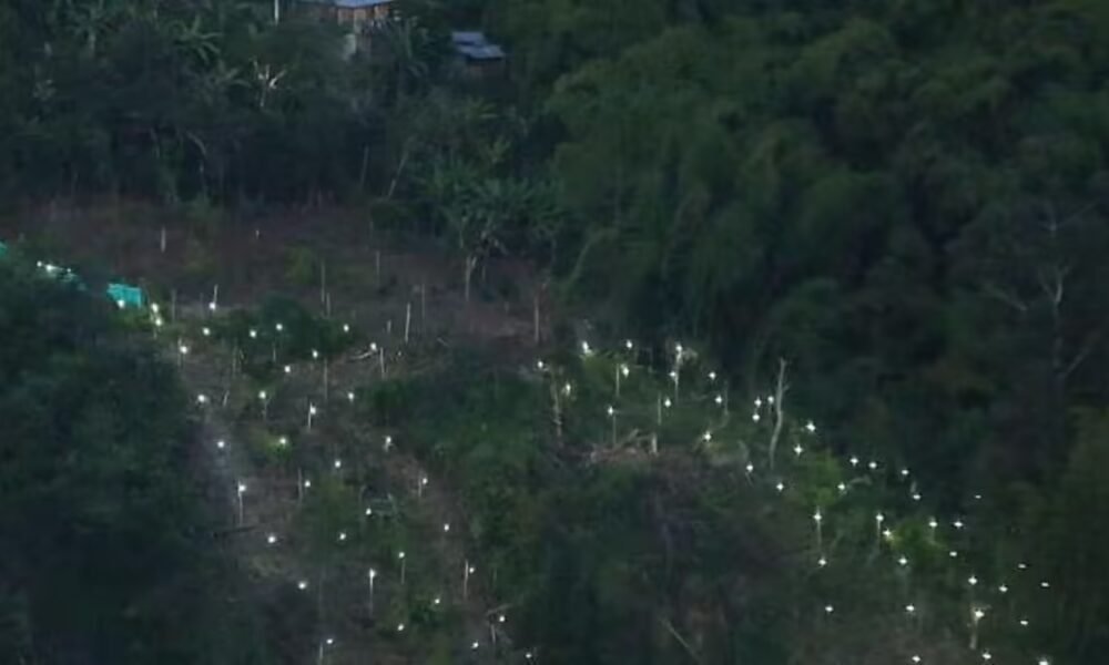 Este dijo la Gobernadora del Valle Sobre la Propuesta del Presidente Gustavo Petro de Volver a Las fumigunciones con Glifosato: ¿Está de Acuerdo?