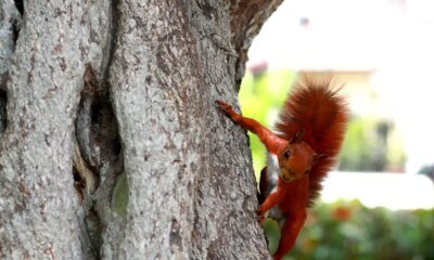 Es El Legado de la Cop16; La Ciudad Volverá A SER Epicentro Con Delegaciones de 17 Países