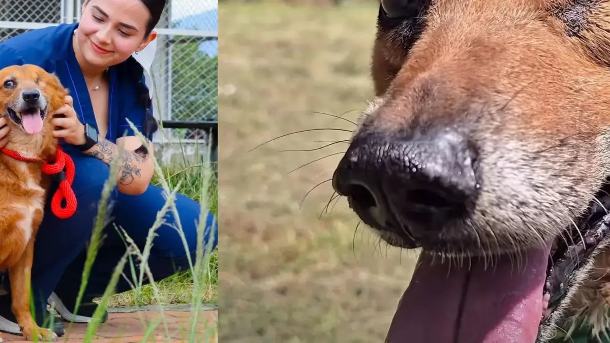 LUEGO DE DOS Años de Búsqueda de Adopció Encontró una familia