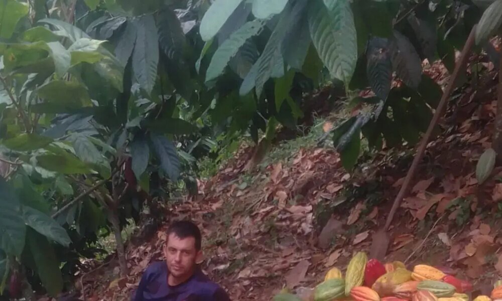 Exportación de 50 Toneladas de Cacao Premium del Cesar Al Reino Unido Impulsa La Economía Rural