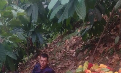 Exportación de 50 Toneladas de Cacao Premium del Cesar Al Reino Unido Impulsa La Economía Rural