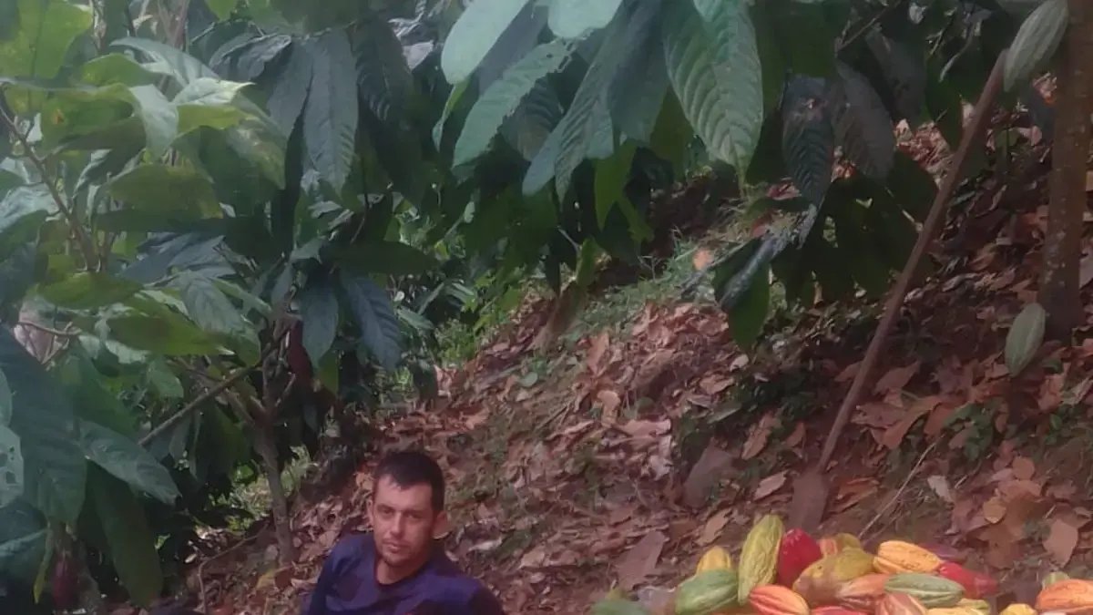 Exportación de 50 Toneladas de Cacao Premium del Cesar Al Reino Unido Impulsa La Economía Rural
