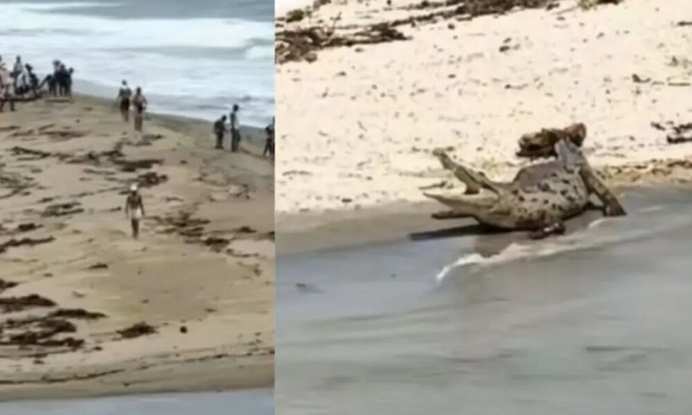 ¡Atención! Está Prohibido Nadar en El Río Piedras, Hogar de Los Reptiles