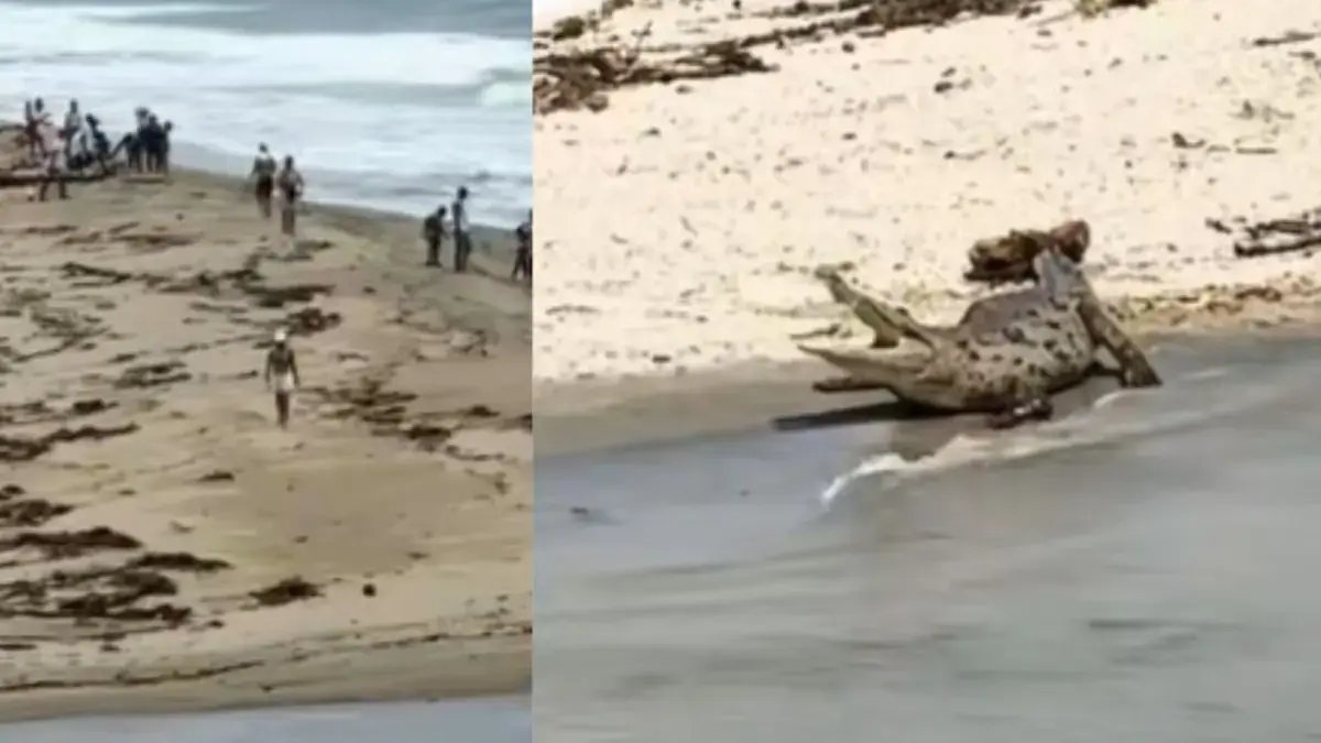 ¡Atención! Está Prohibido Nadar en El Río Piedras, Hogar de Los Reptiles