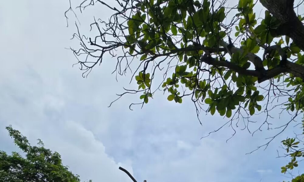 El Robo Sistemós de Luminarias Golpea A Los Parques de Barranquilla