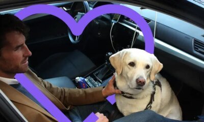 Así Podrán Movilizarse Perros y Gatos en la Capital