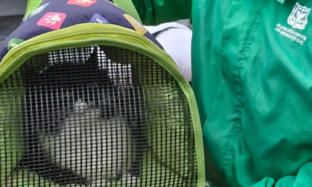 Fechas y Locaciones anuncias por la Alcaldía