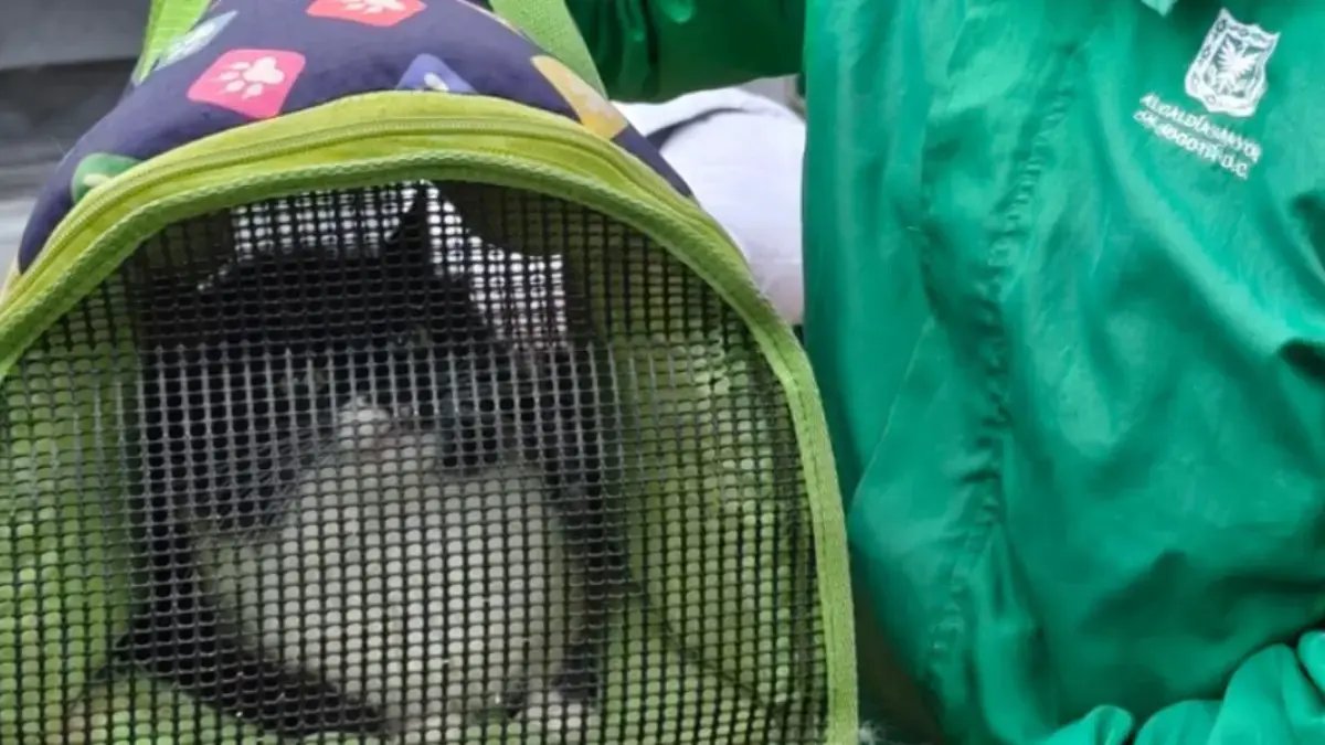 Fechas y Locaciones anuncias por la Alcaldía