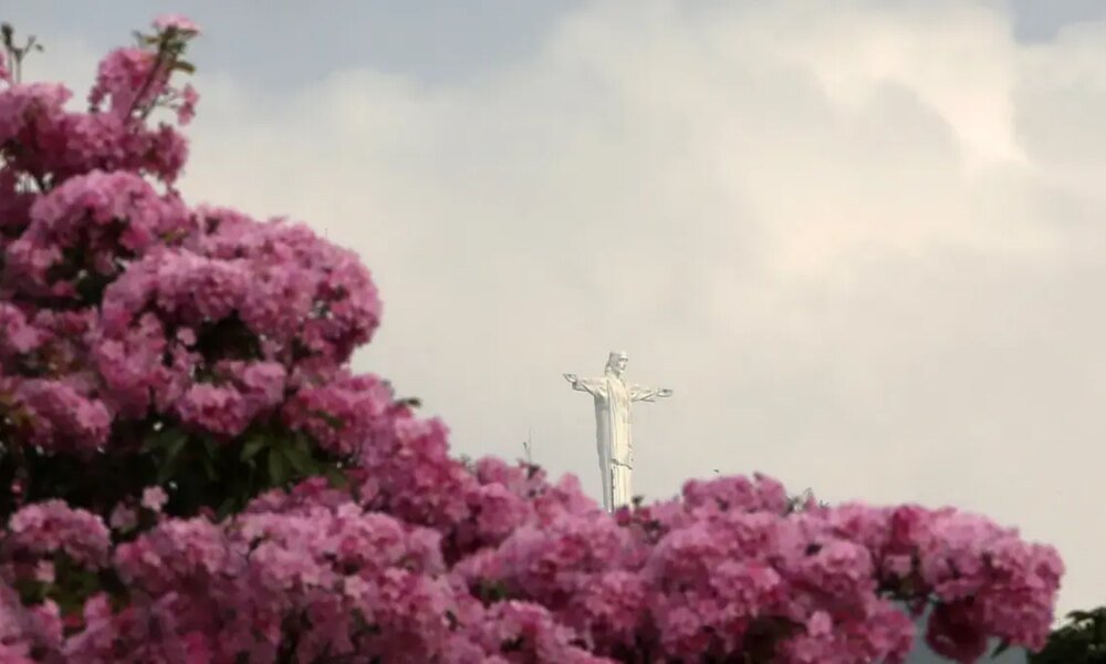En Fotos | Guayacanes Rosados ​​Adornan Las Calles de Cali: Más de 17.000 Árboles Florecieron en la Capital del Valle del Cauca