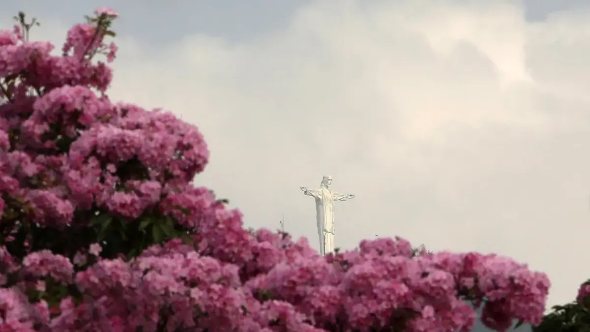 En Fotos | Guayacanes Rosados ​​Adornan Las Calles de Cali: Más de 17.000 Árboles Florecieron en la Capital del Valle del Cauca
