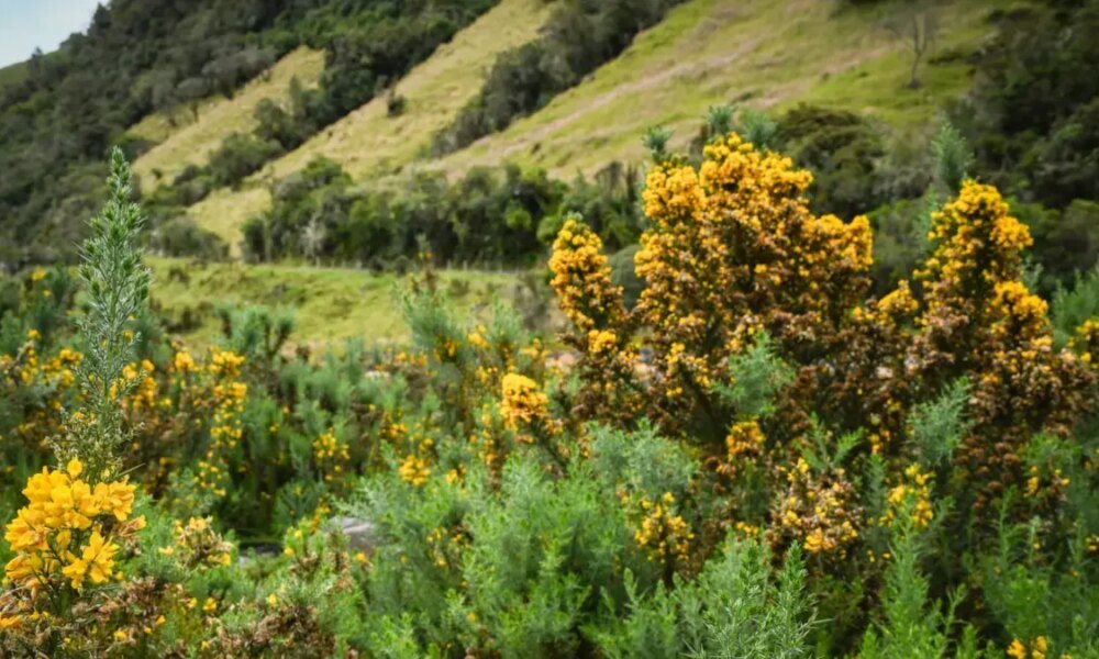 figura entre las especies Invasoras más Dañinas del Mundo
