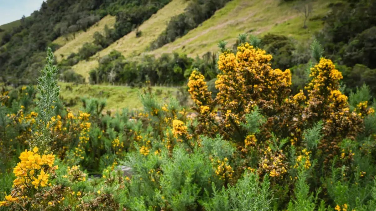 figura entre las especies Invasoras más Dañinas del Mundo