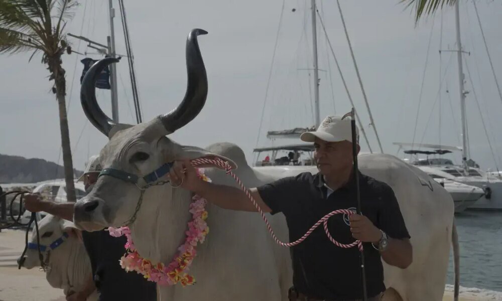 Con Remate Frente Al Mar, Fedegán Celebrará 500 Años de la Ganadería Colombiana