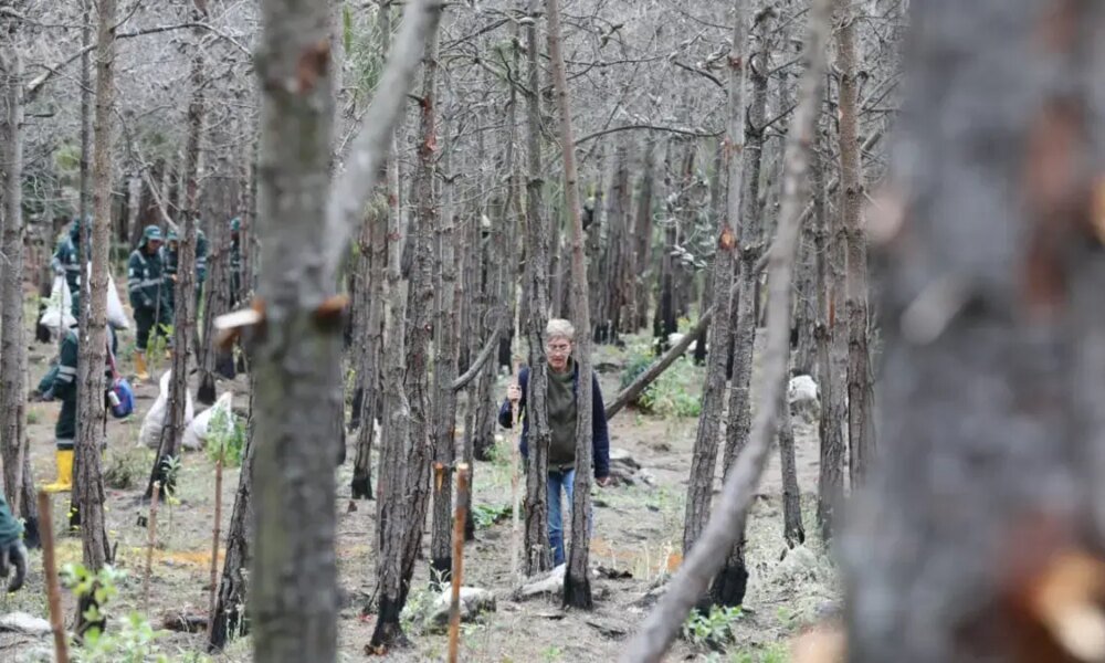 Siembran Árboles en el Cerro El Cable, equivalentes A 50 CANCHAS DE FUTBOL, Tras los incendios en los Cerros Orientales de Bogotá