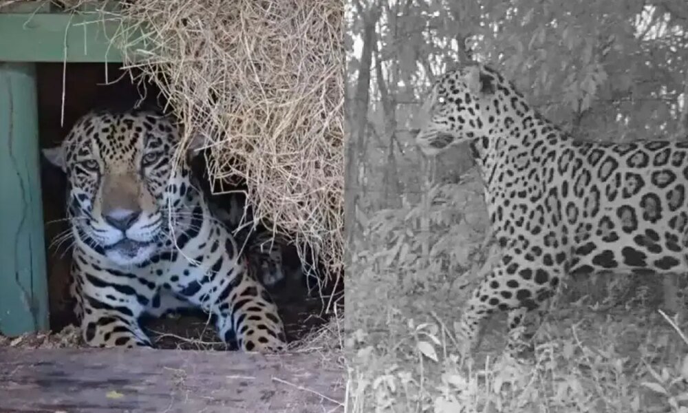 ¿Qé Pasará Con El Felino Después del Rescate?