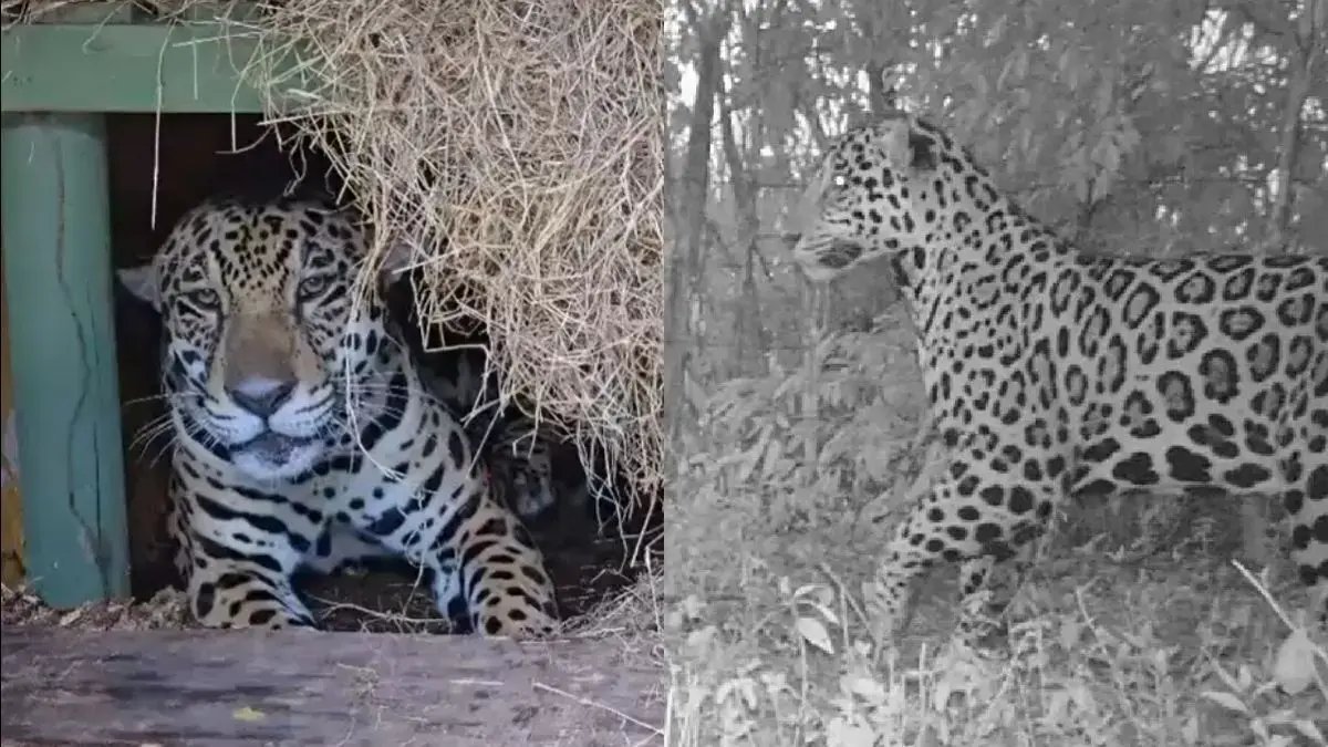 ¿Qé Pasará Con El Felino Después del Rescate?