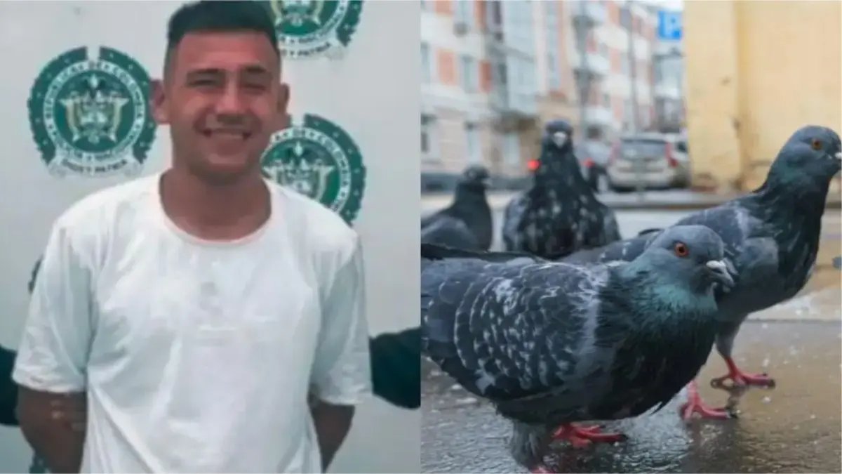 Hombre mataba palomas decapitándolas con sus dientes