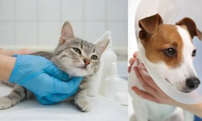 Bogotá Habilita Más de 2.000 Cupos Gratuitos de Esterilización En Septiembre de 2025