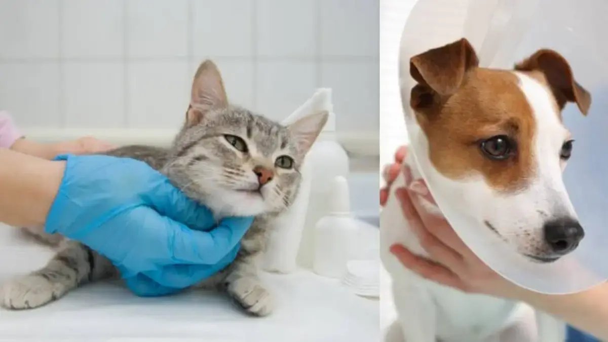 Bogotá Habilita Más de 2.000 Cupos Gratuitos de Esterilización En Septiembre de 2025