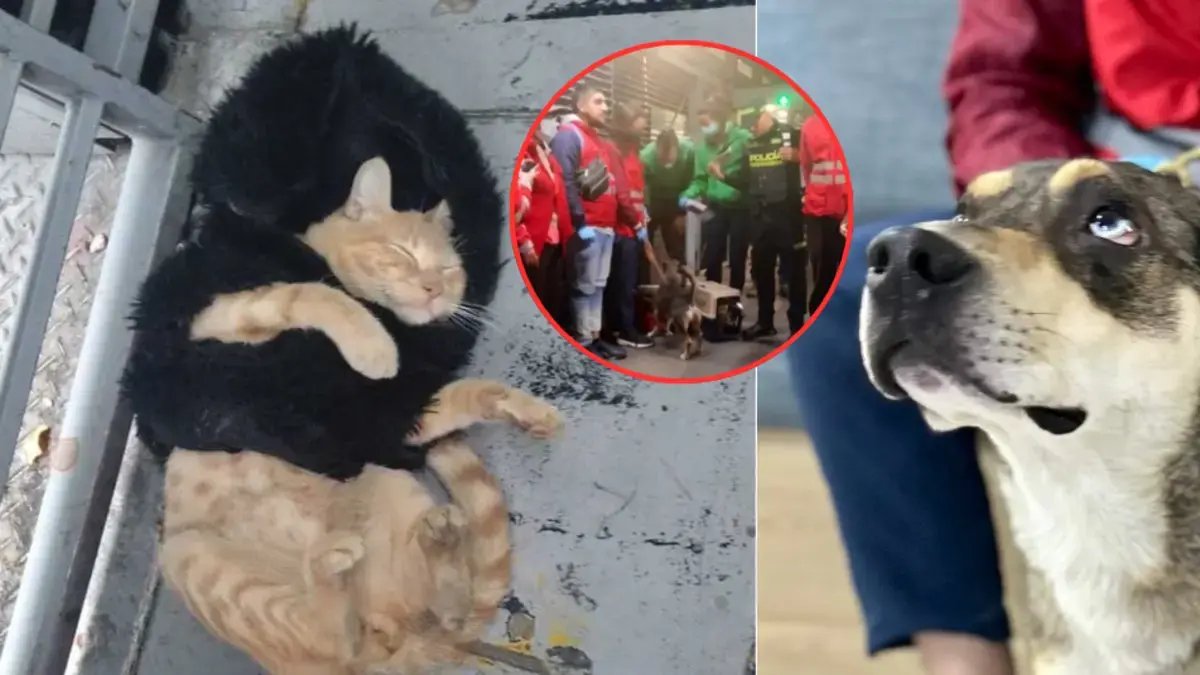 Eran Explotados por Hombre que Fingía Discapacidad