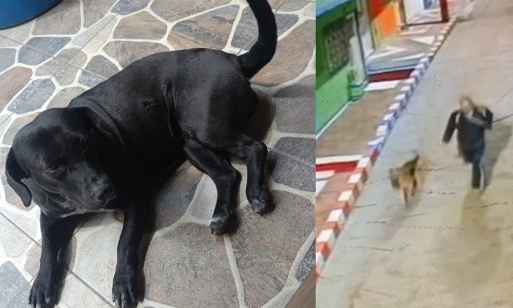 A la Cárcel, Por Primera Vez, Un Abusador Sexual de Animales de Ciudad Bolívar, Bogotá