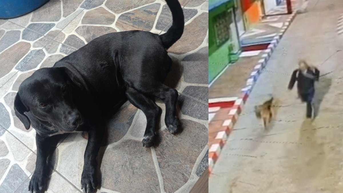 A la Cárcel, Por Primera Vez, Un Abusador Sexual de Animales de Ciudad Bolívar, Bogotá