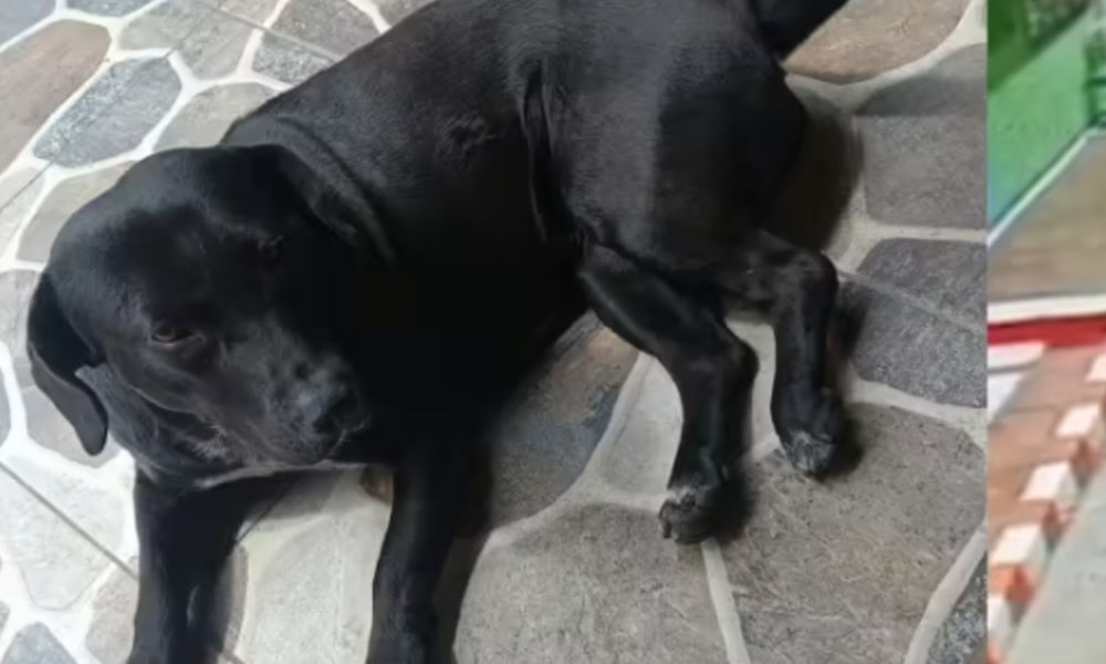 Más Denuncias, Más Procesados ​​y El Primer enviado a una prisión por maltrato y abuso animal sexual en bogotá ¿Qué Hay, detrás de Estas Sanciones?