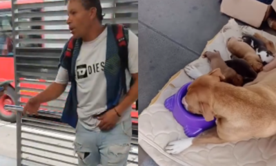 Indignación por hombre que vendía Cachorros recién nacidos en estación de transmilenio en bogotá: Autoridadadas Buscan Al Sujeto